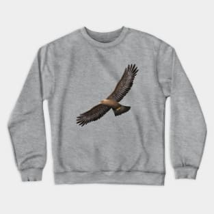 Golden Eagle - Aquila chrysaetos Crewneck Sweatshirt